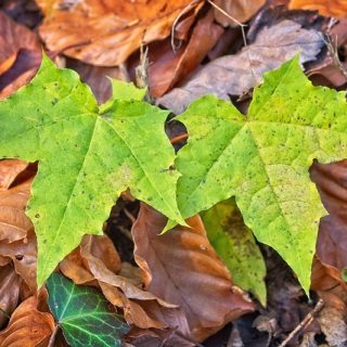 leaves 4647626 640 Z2aqEYMHidgJ