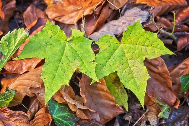 leaves 4647626 640 Z2aqEYMHidgJ