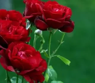 OIP 1