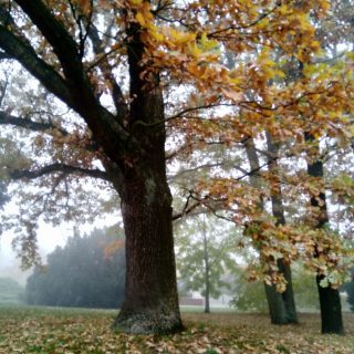 Jesień... | 0be94a04 98b7 43c7 a453 98c0e6e344d4 1 all 140
